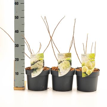 Hydrangea paniculata MIX