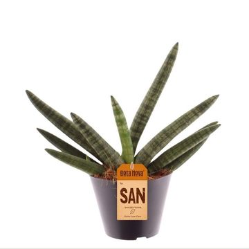 Sansevieria cylindrica 'Skyline'