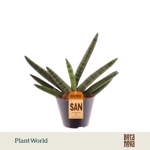Sansevieria cylindrica 'Skyline'