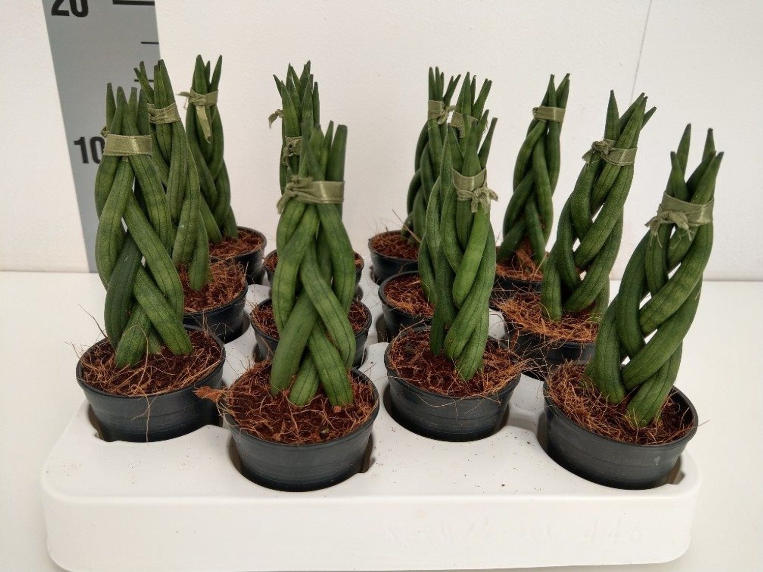 Sansevieria cylindrica 'Braid' — Plant Wholesale FlorAccess