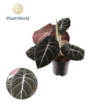 Alocasia 'Black Velvet'