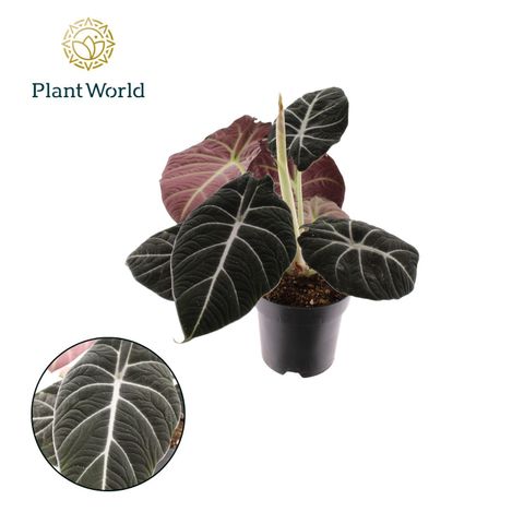 Alocasia 'Black Velvet'