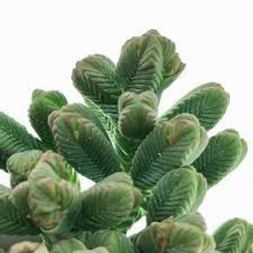 Crassula pyramidalis