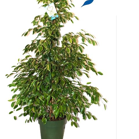 Ficus benjamina 'Golden King' — Plant Wholesale FlorAccess