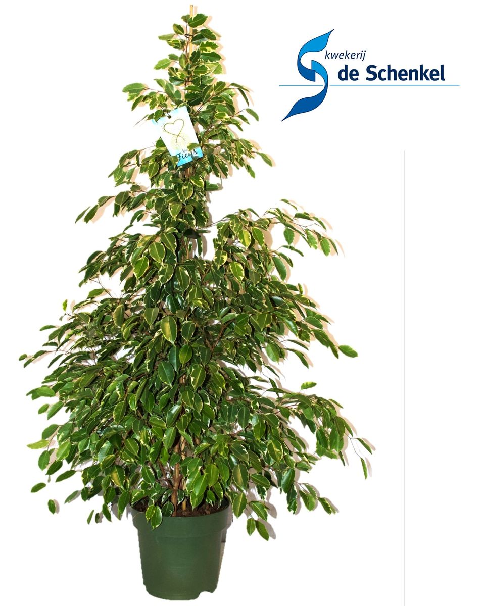 Ficus Benjamina Golden King Plant Wholesale Floraccess