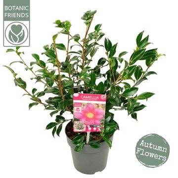 Camellia sasanqua 'Red Premium'