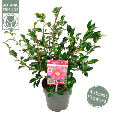 Camellia sasanqua 'Red Premium'