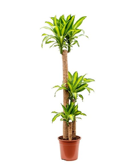 Dracaena fragrans 'Massangeana'