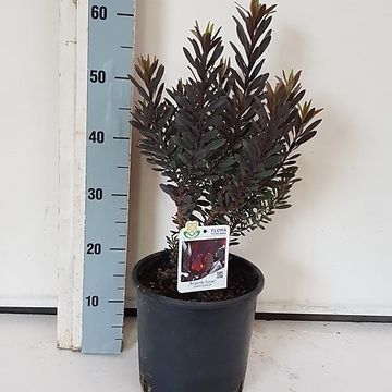 Leucadendron laureolum 'Burgundy Sunset'