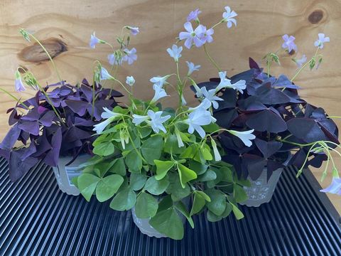 Oxalis MIX