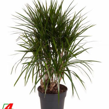 Dracaena marginata