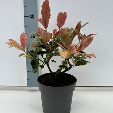 Photinia serratifolia PINK CRISPY