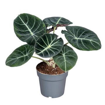 Alocasia 'Black Velvet'