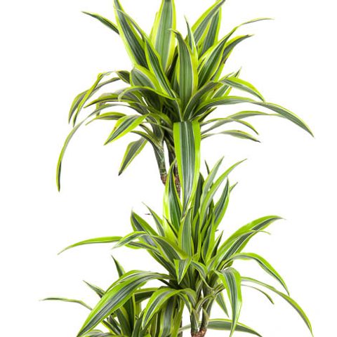 Dracaena fragrans 'Lemon Lime' (Ammerlaan, The Green Innovater)