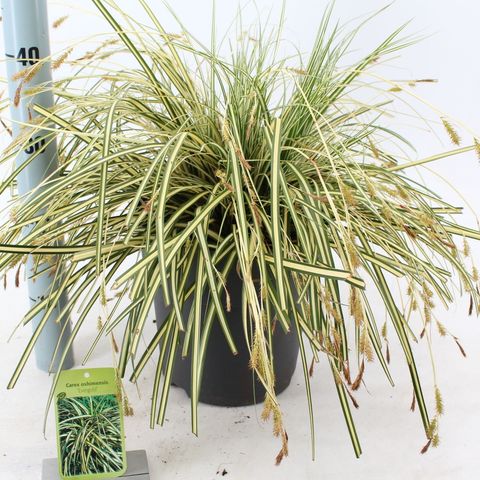 Carex oshimensis 'Evergold'