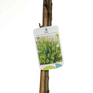 Ilex maximowicziana kanehirae