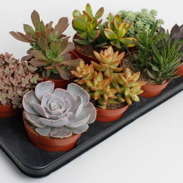 Succulente MIX