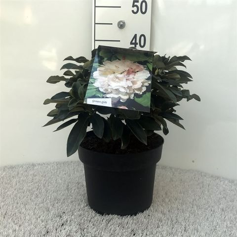 Rhododendron 'Golden Torch' (Y)