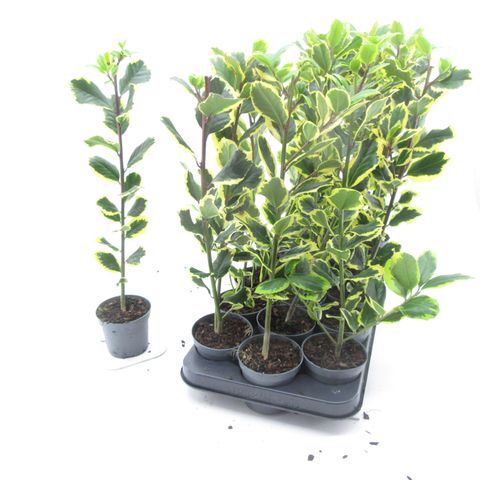 Ilex x altaclerensis 'Golden King'