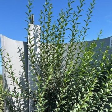 Ligustrum vulgare 'Atrovirens'