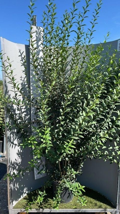 Ligustrum vulgare 'Atrovirens'