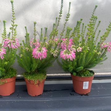 Erica verticillata