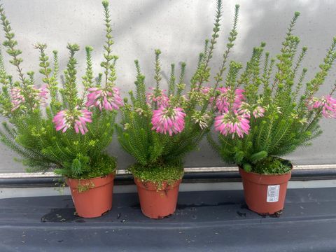 Erica verticillata