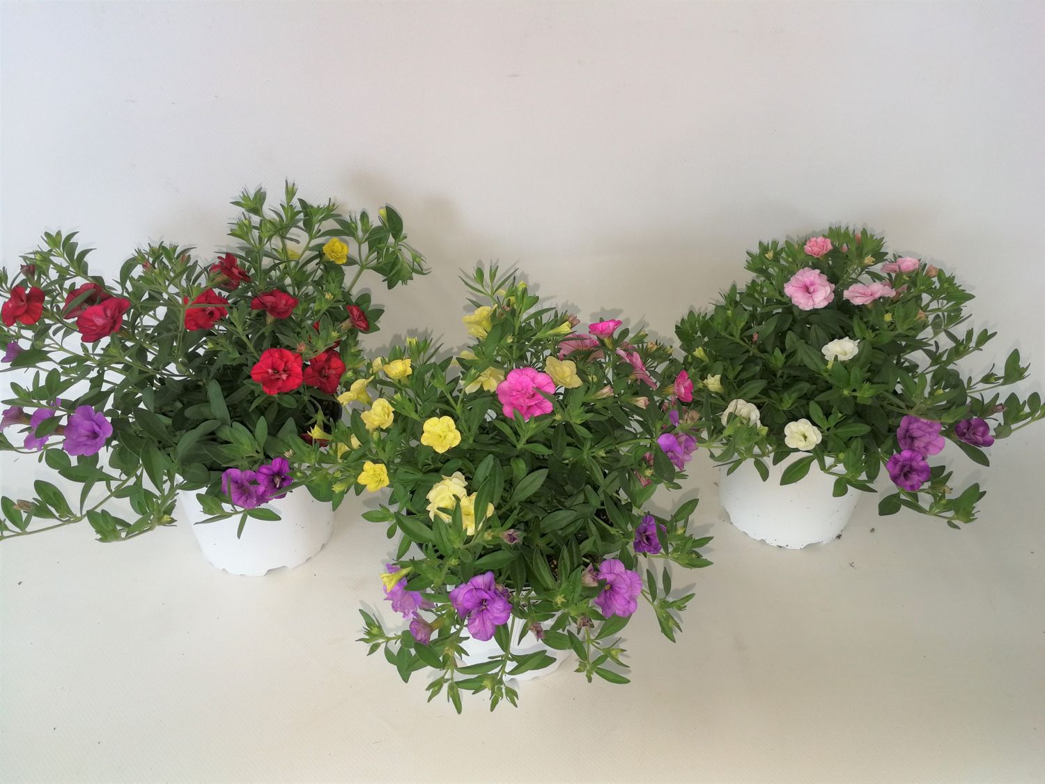 Calibrachoa TRIXI PETTICOAT MIX IN POT — Plant Wholesale FlorAccess