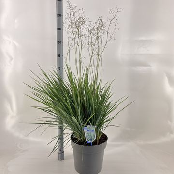 Dianella revoluta COOLVISTA