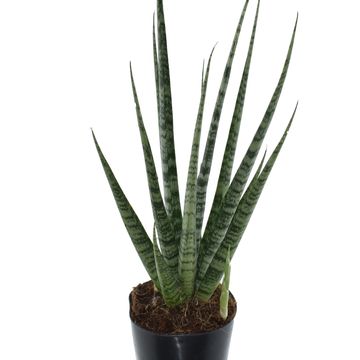 Sansevieria 'Digitorum'