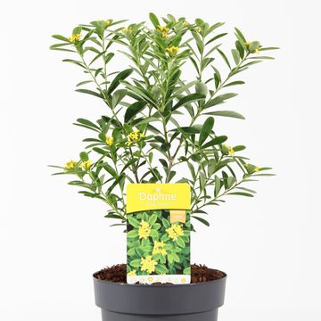 Daphne gemmata 'Royal Crown'