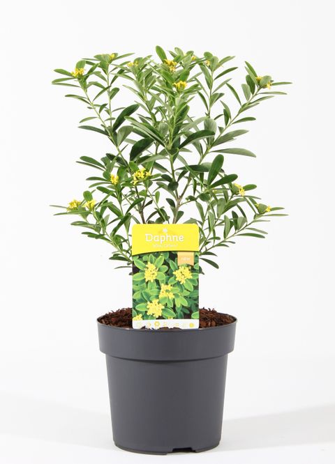 Daphne gemmata 'Royal Crown'