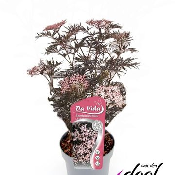 Sambucus nigra BLACK BEAUTY