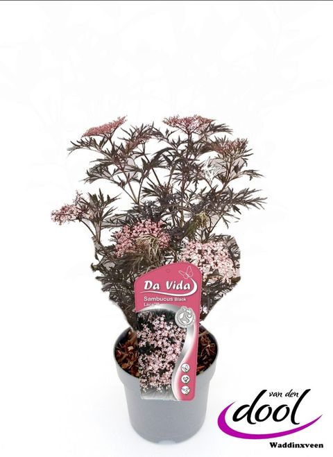 Sambucus nigra BLACK BEAUTY