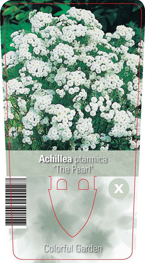 Achillea ptarmica 'The Pearl'