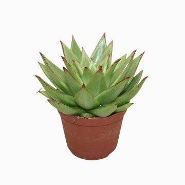 Echeveria agavoides 'Lipstick'