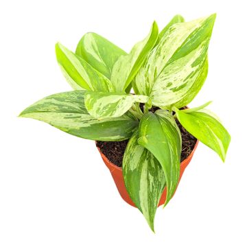 Scindapsus 'Moonlight Variegata'