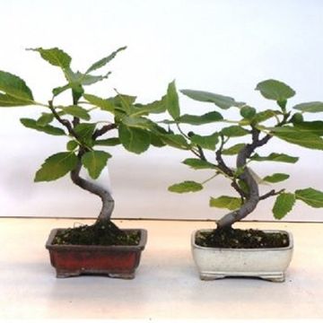 Ficus carica