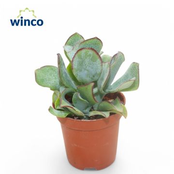 Crassula arborescens undilatifolia