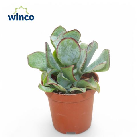 Crassula arborescens undilatifolia