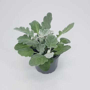 Senecio bicolor