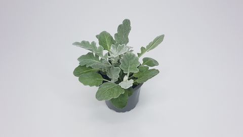 Senecio bicolor