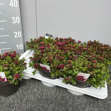 Sedum spurium SPOT ON DEEP ROSE