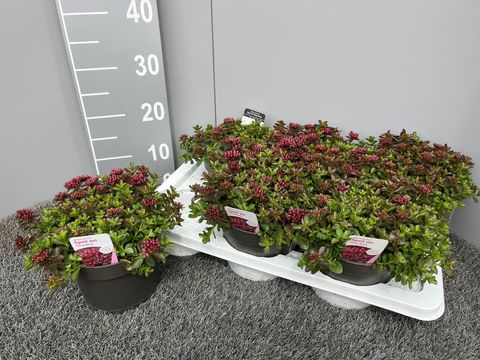 Sedum spurium SPOT ON DEEP ROSE