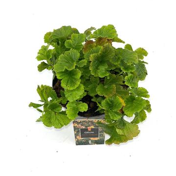 Geum 'Totally Tangerine'