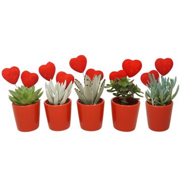 Succulents MIX IN POT