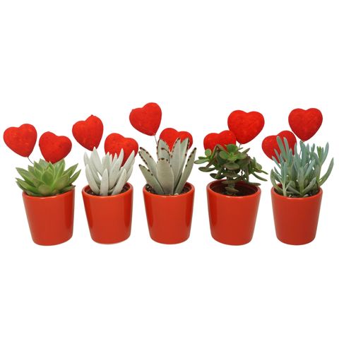 Succulents MIX IN POT