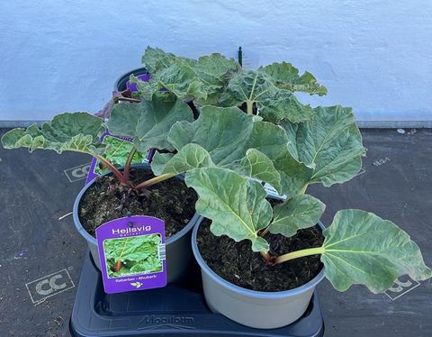 Rheum rhabarbarum 'Frambozen Rood'