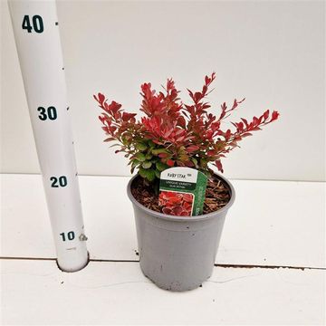 Berberis thunbergii 'Ruby Star'