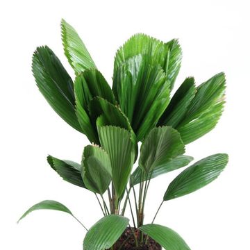Licuala